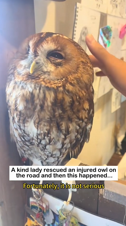 C0909007 Highway Rescue Owl _part2