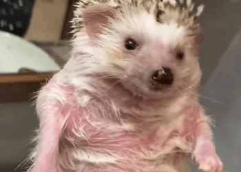 C0909008 Rescue a hedgehog _part2