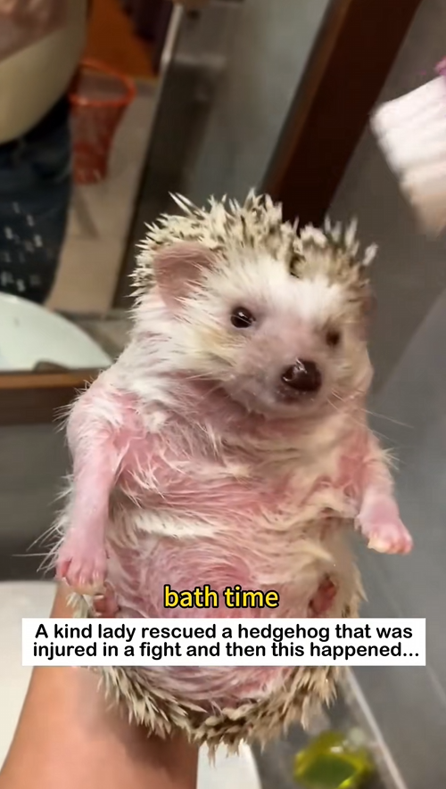 C0909008 Rescue a hedgehog _part2