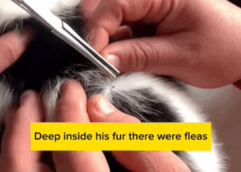 C0509006 Poor abandoned puppy living in landfill he was rescued_part2