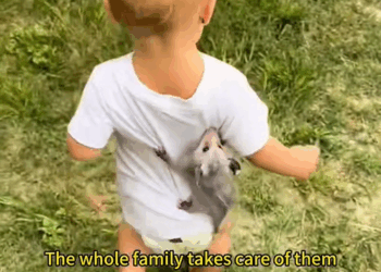 C0909009 Rescue baby possums _part2