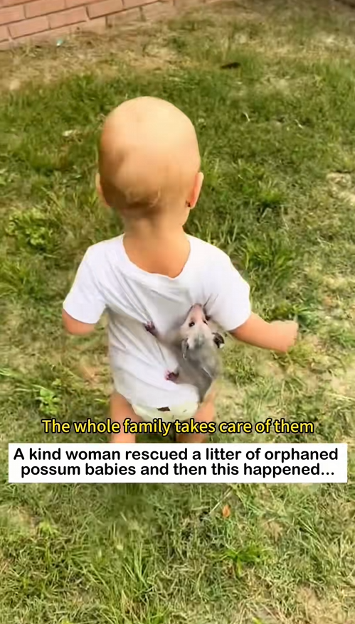 C0909009 Rescue baby possums _part2