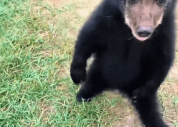 C0909010 Rescue bear cub_part2