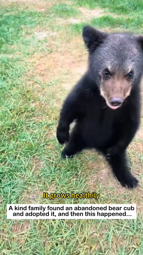 C0909010 Rescue bear cub_part2