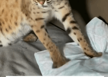 C0909011 Rescue Bobcat Family _part2