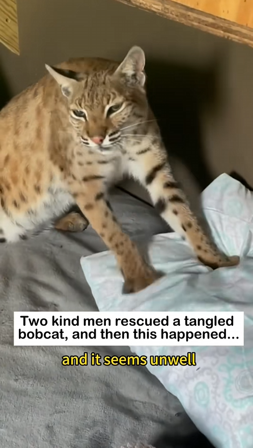 C0909011 Rescue Bobcat Family _part2