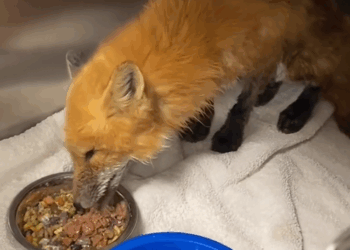C0909012 Rescue Fox animal rescue _part2