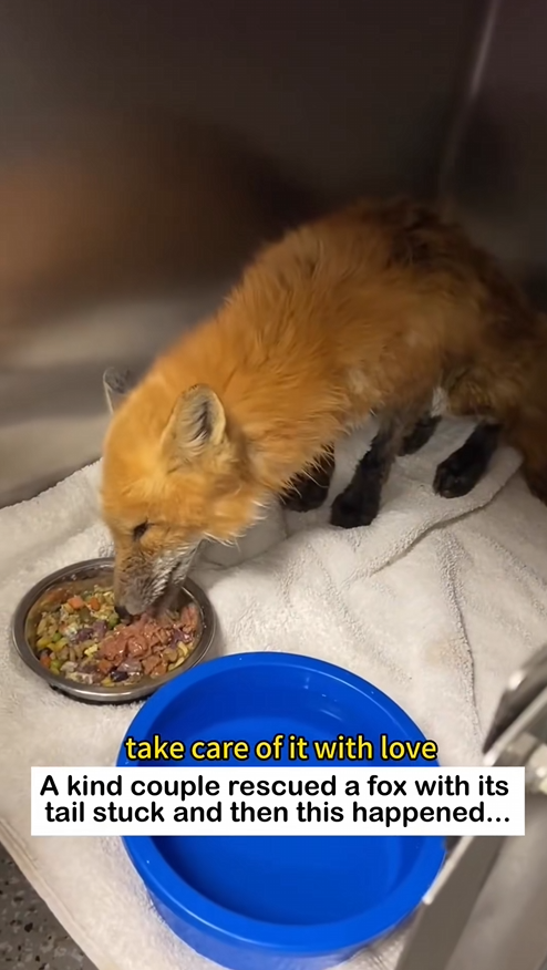 C0909012 Rescue Fox animal rescue _part2