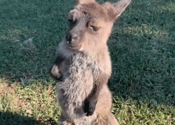 C0909013 Rescued baby kangaroo animal rescue_part2