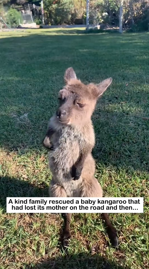 C0909013 Rescued baby kangaroo animal rescue_part2