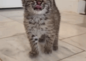 C0909014 Rescuing a lost bobcat baby_part2