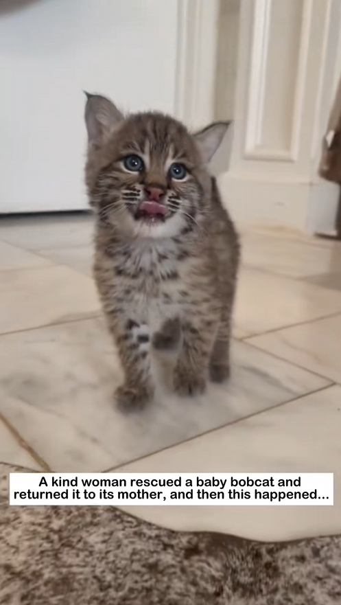 C0909014 Rescuing a lost bobcat baby_part2