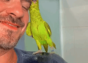 C0909015 Rescuing an injured animal rescue_part2