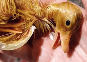 C0909016 Save a duck egg _part2