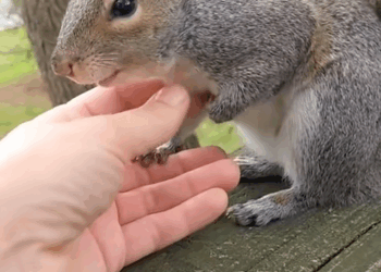 C0909017 Squirrel Friendship_part2