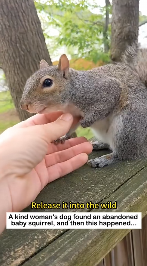 C0909017 Squirrel Friendship_part2