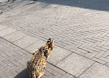 C0909018 The Couple Rescues Serval Cat That Has Fallen Into The River_part2