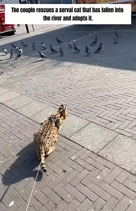C0909018 The Couple Rescues Serval Cat That Has Fallen Into The River_part2
