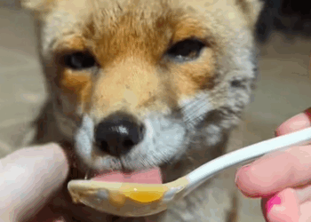 C0509007 Poor fox rescue rescueanimals animals _part2