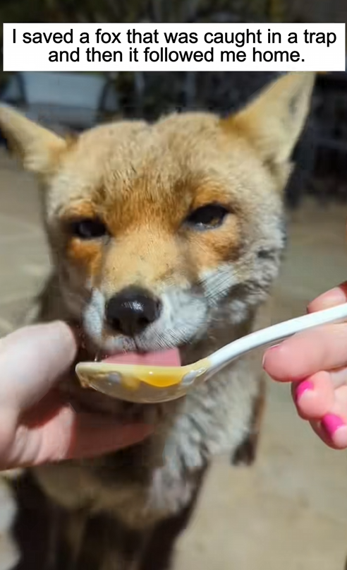 C0509007 Poor fox rescue rescueanimals animals _part2