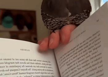 C0909019 This family rescued a baby quail that was stuck in a drain and adopte._part2