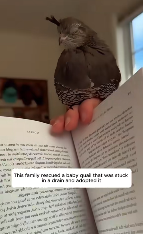 C0909019 This family rescued a baby quail that was stuck in a drain and adopte._part2