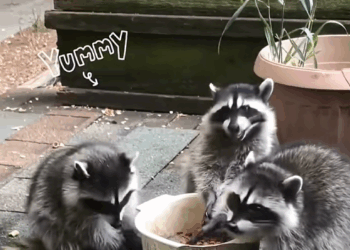 C0909020 Three baby raccoons followed a man_part2