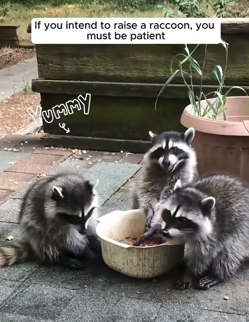 C0909020 Three baby raccoons followed a man_part2