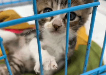 C1009001 The Lucky Star Found Under the Hood_part2