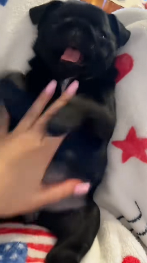 C1009002 Girl adopted a puppy on the road _part2