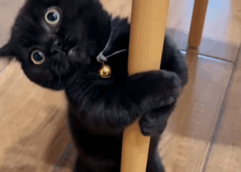 C1009003 I found a little cat that was sealed up._part2