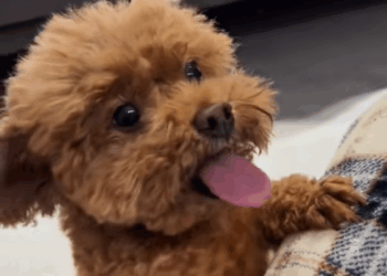 C1009004 I saved a Teddy that was covered in blood_part2