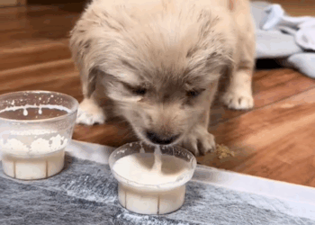 C1009006 Picked up puppy. rescueanimals_part2