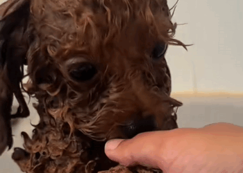 C1009007 Poor puppy. rescue rescueanimals _part2