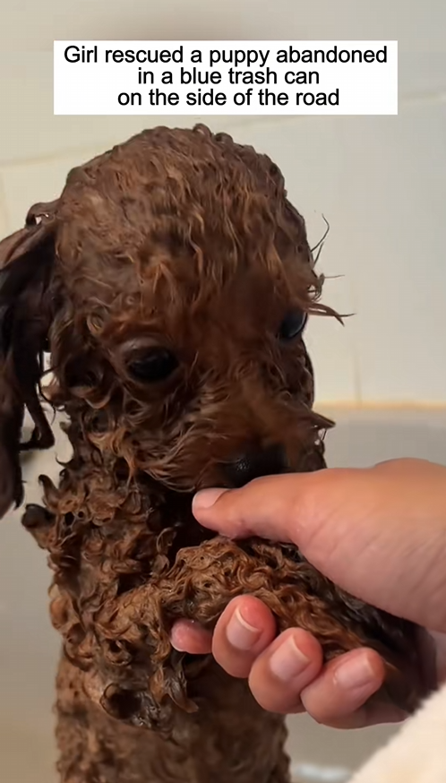 C1009007 Poor puppy. rescue rescueanimals _part2