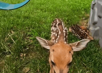 C1009008 Rescue baby deer_part2