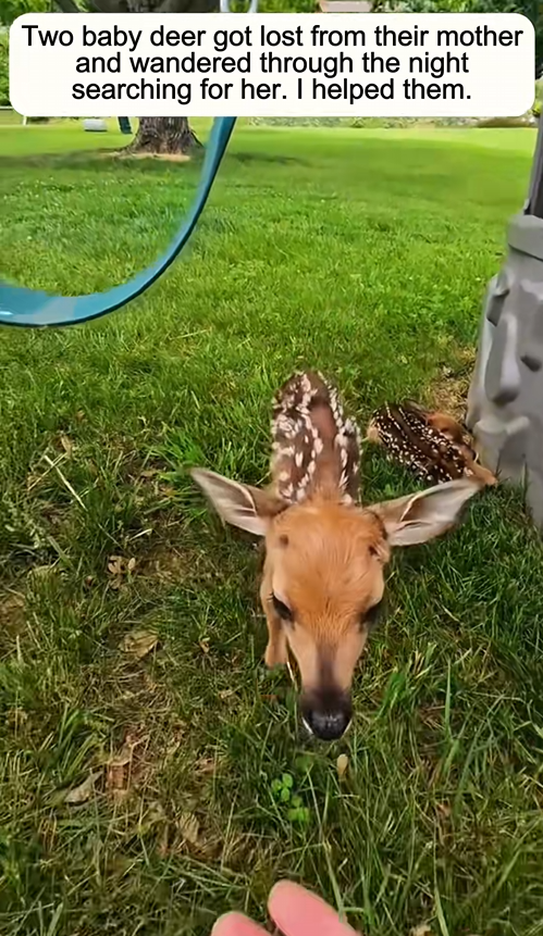 C1009008 Rescue baby deer_part2