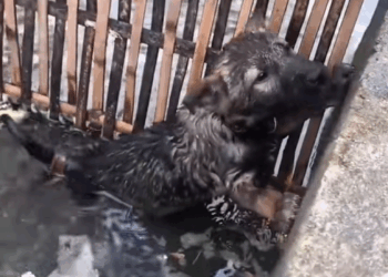 C0509008 Poor puppy rescue rescueanimals puppy _part2