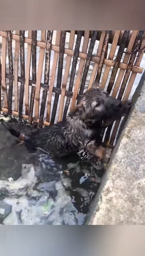 C0509008 Poor puppy rescue rescueanimals puppy _part2