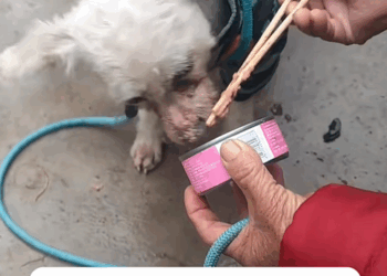 C1009009 Rescue dog rescue animals adoptdontshop petlover _part2