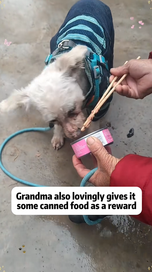 C1009009 Rescue dog rescue animals adoptdontshop petlover _part2