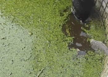 C1009011 Rescue dog. rescue rescueanimals _part2