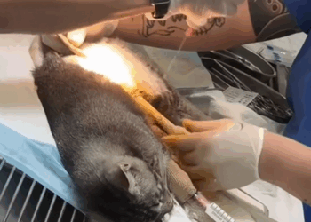 C1009012 Rescuing a kitten_part2