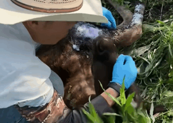 C1009013 saved foal on the grassland. rescue animal_part2