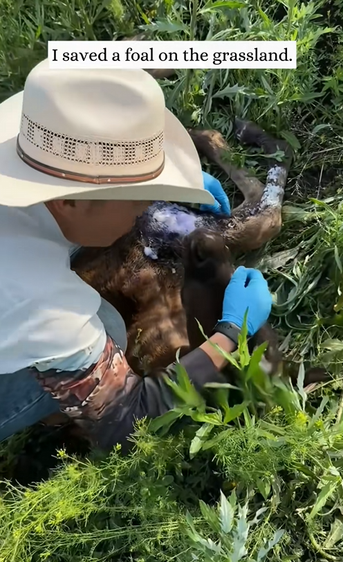 C1009013 saved foal on the grassland. rescue animal_part2