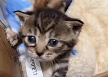 C1009014 The mother cat abandoned two kittens and left and then I… rescue_part2