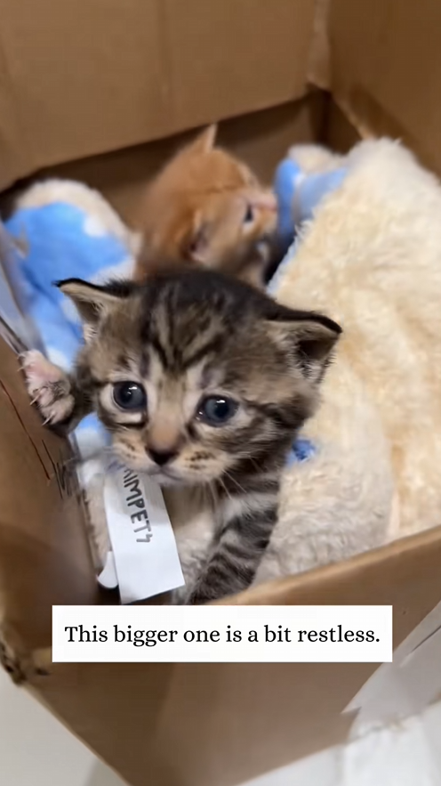 C1009014 The mother cat abandoned two kittens and left and then I… rescue_part2