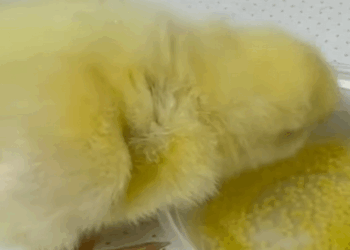 C1009015 When I was pouring out eggshells I accidentally saved a baby chick_part2