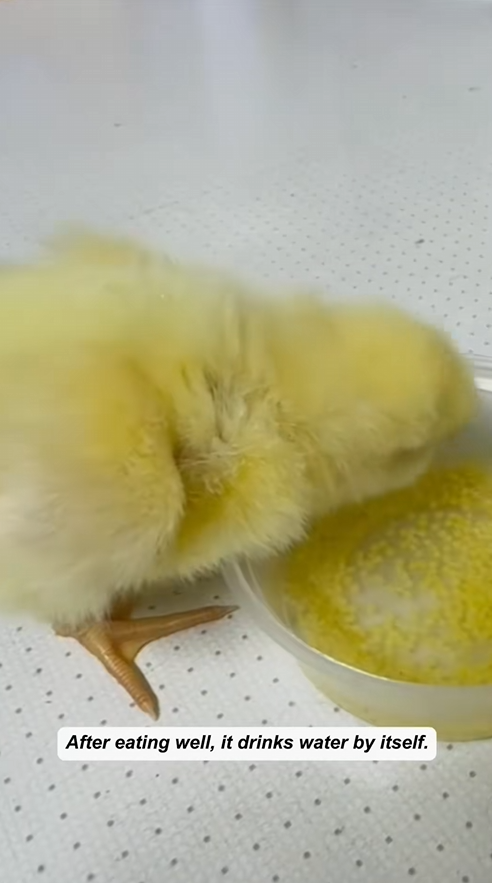 C1009015 When I was pouring out eggshells I accidentally saved a baby chick_part2