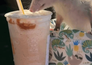 C1109001 Girl adopted an abandoned baby opossum and then animal_part2